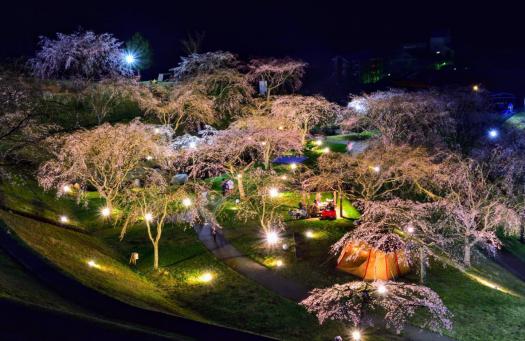 【終了】五ヶ瀬さくらプロジェクト-1