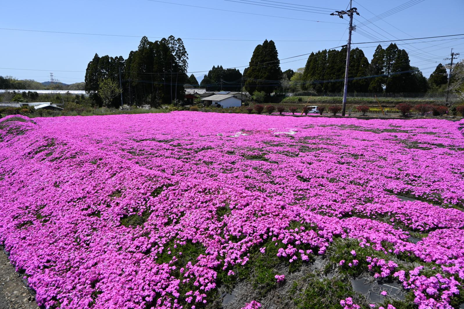 一里山地区シバザクラまつり-1
