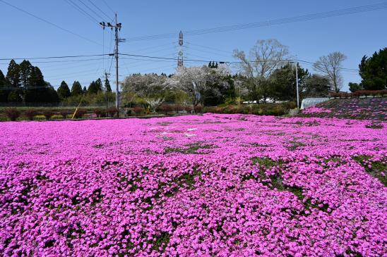 一里山地区シバザクラまつり-0