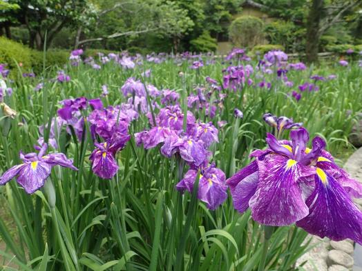 【終了】はなしょうぶまつり（ひなた宮崎県総合運動公園　日向景修園）-1