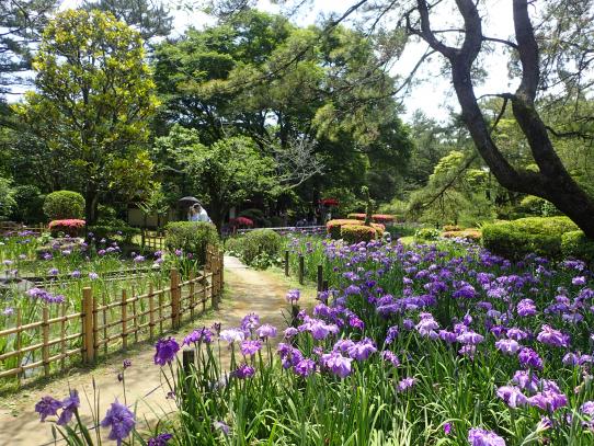 【終了】はなしょうぶまつり（ひなた宮崎県総合運動公園　日向景修園）-0