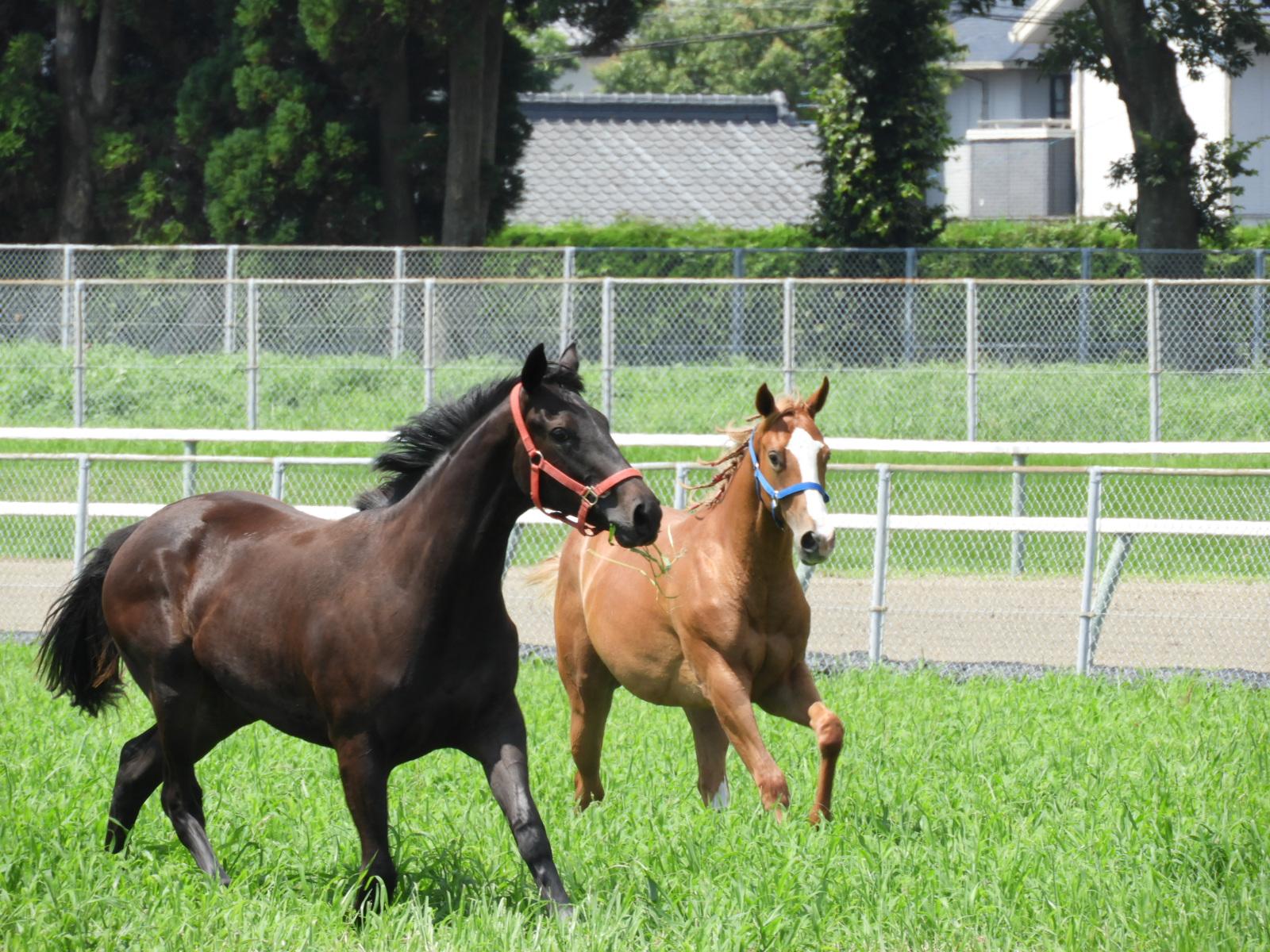 JRA　宮崎育成牧場-3