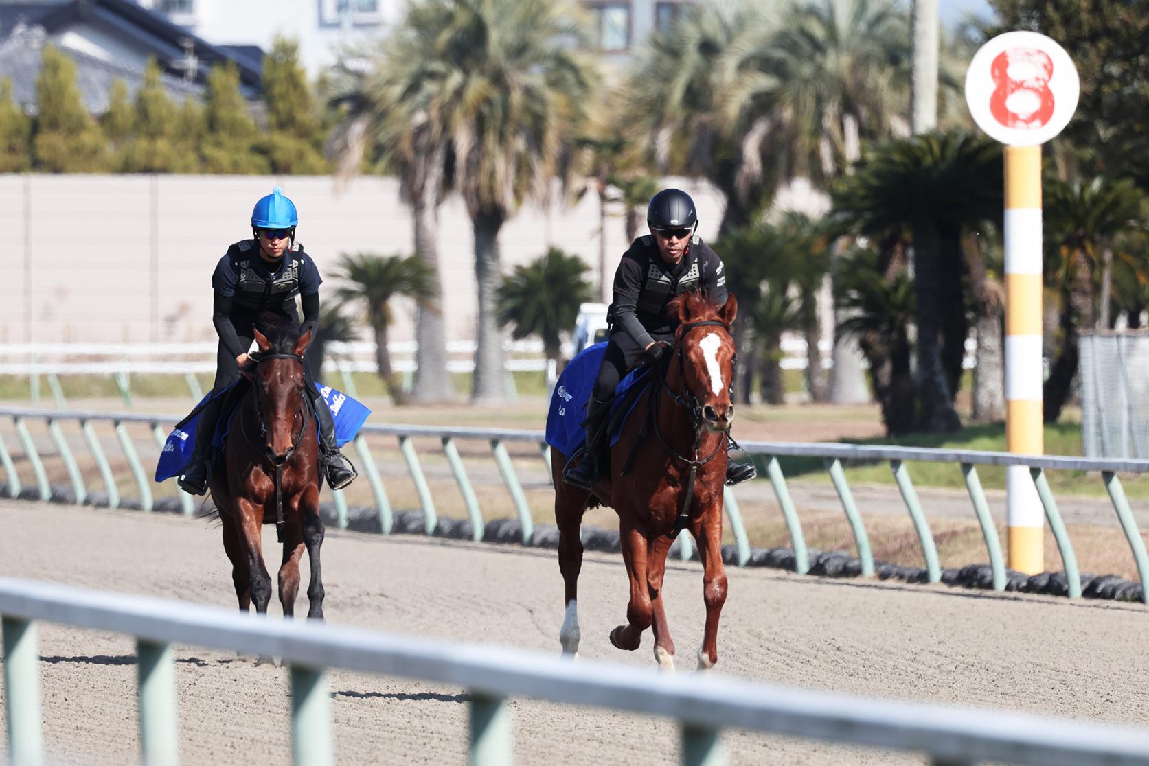JRA　宮崎育成牧場-4