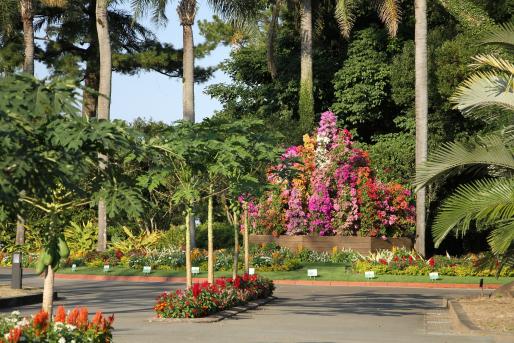 【～11/24】宮交ボタニックガーデン青島　秋のフラワーショー-3