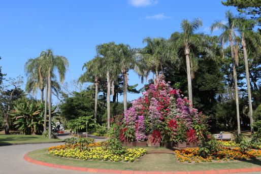 【～11/24】宮交ボタニックガーデン青島　秋のフラワーショー-0
