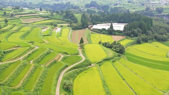 尾戸の口棚田-1