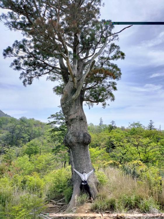 鬼の目山（杉）-0