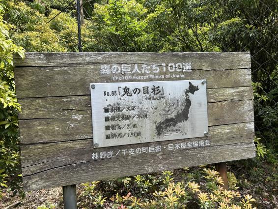 鬼の目山（杉）-1