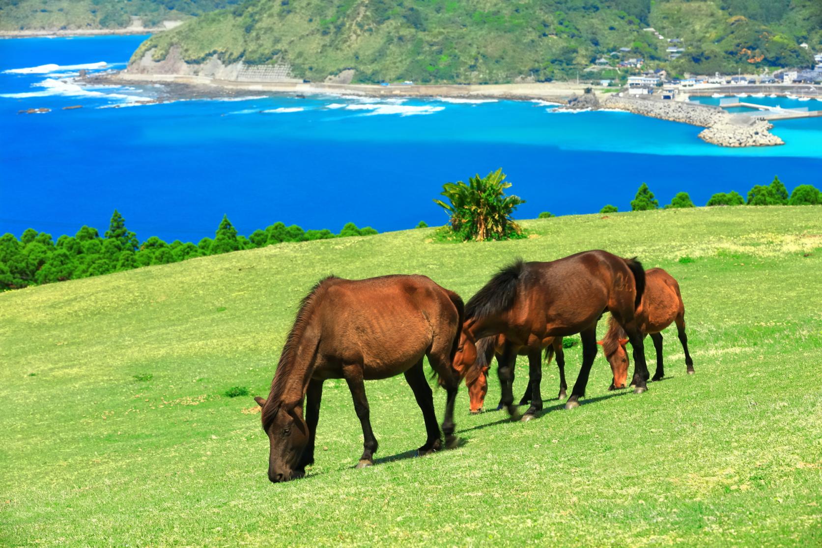 国民宿舎　都井岬-3