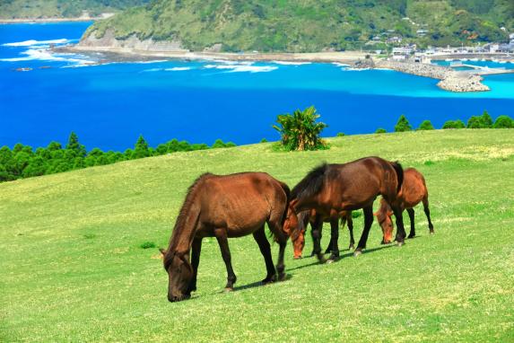 国民宿舎　都井岬-3