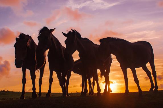 国民宿舎　都井岬-4