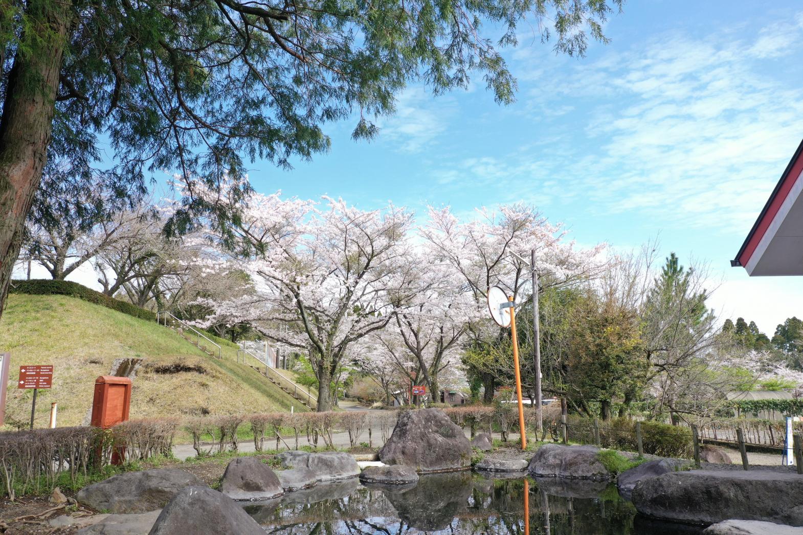 【2026】桜まつり2026　皇子原公園-3