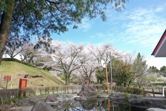 【2026】桜まつり2026　皇子原公園-3