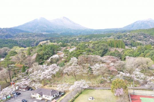 【2026】桜まつり2026　皇子原公園-4