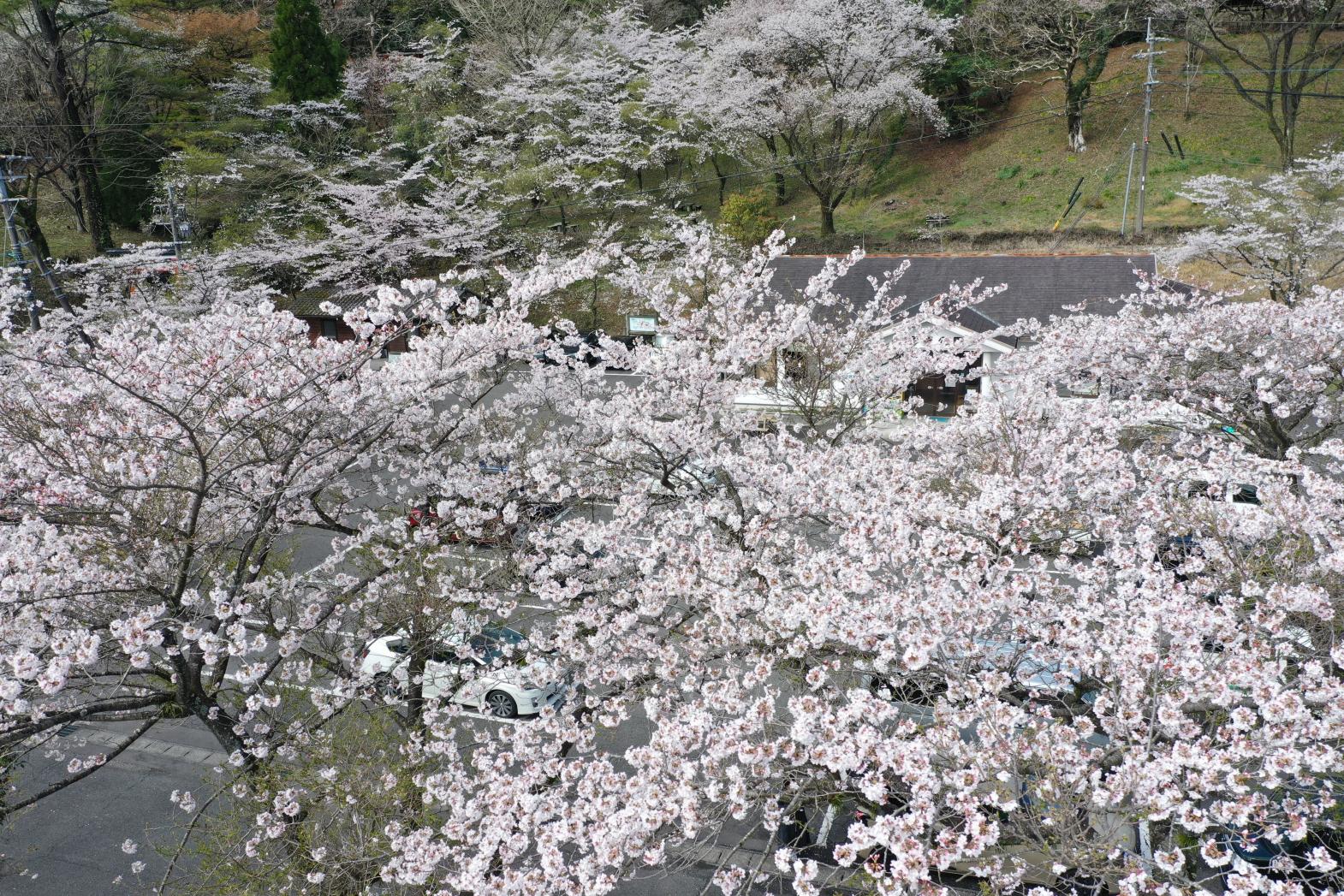 【2026】桜まつり2026　皇子原公園-5