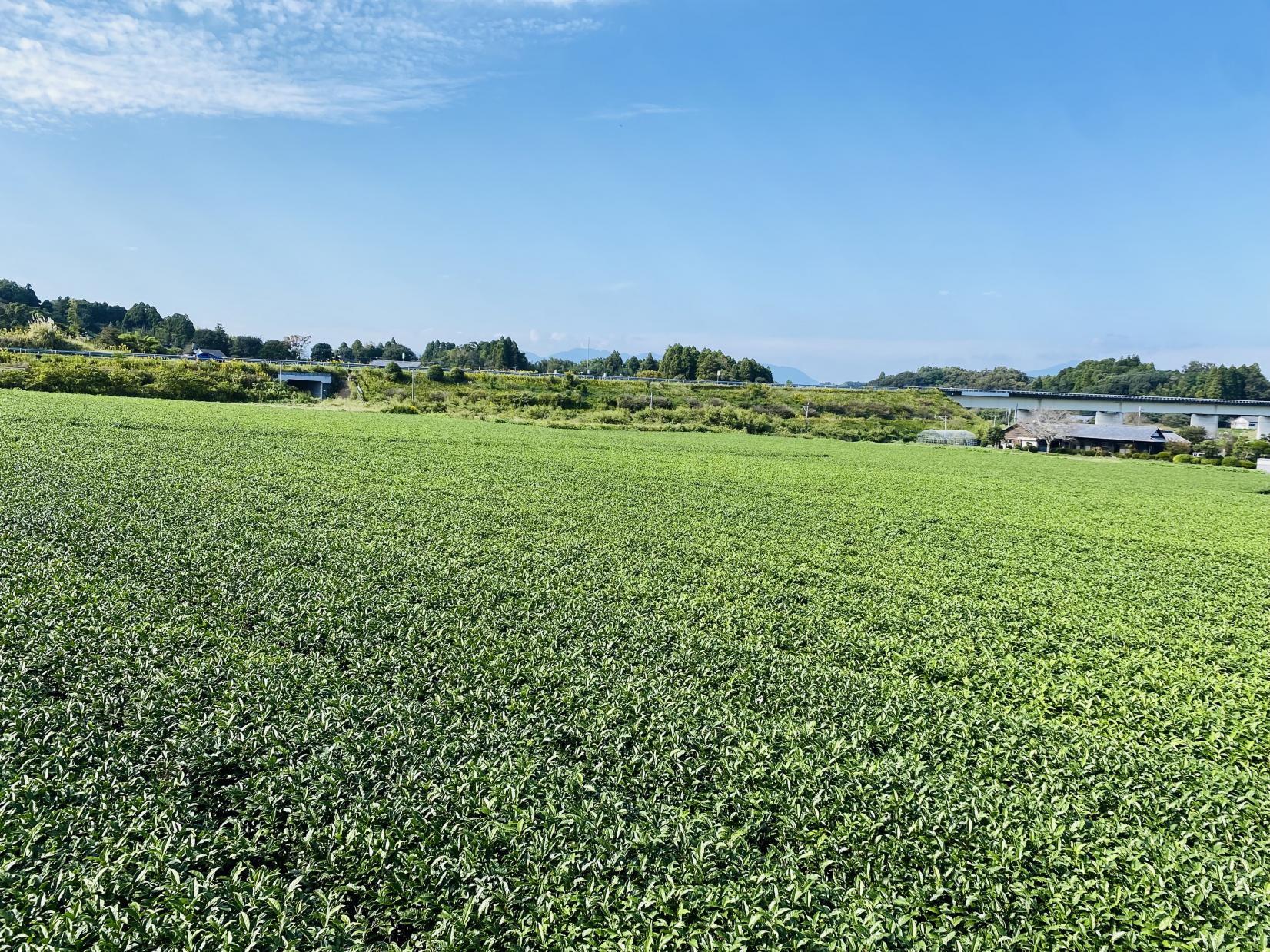 日本茶専門店 新緑園-9