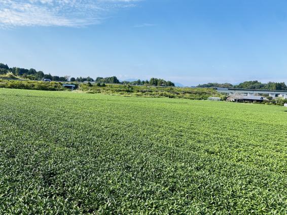 日本茶専門店 新緑園-9